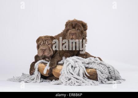 2 Shar-Pei Welpen Stockfoto