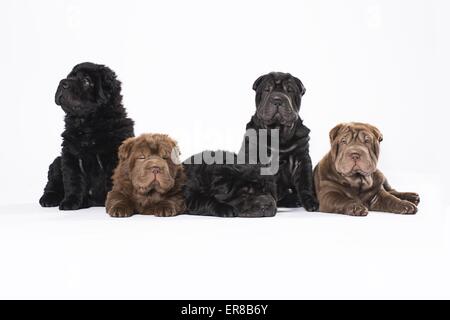 5 Shar-Pei Welpen Stockfoto