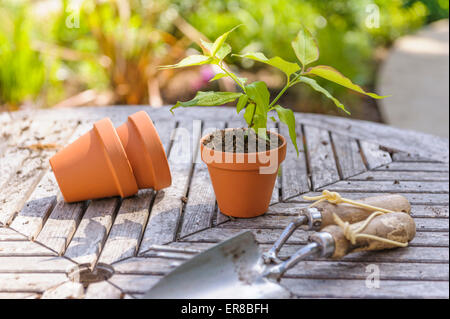 Junger Sämling wird vergossen, auf einem Holztisch. Stockfoto