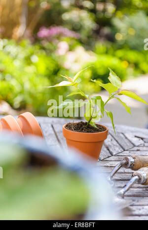 Junger Sämling wird vergossen, auf einem Holztisch. Stockfoto