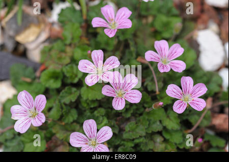 Erodium Variabile Flora Pleno Stockfoto