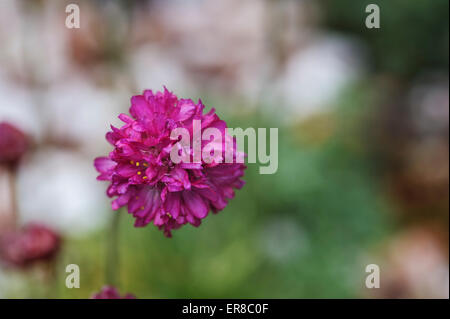 Armeria Maritima, Meer rosa, Sparsamkeit. Stockfoto