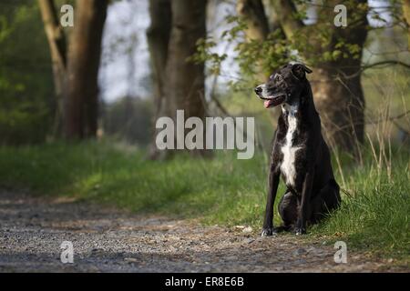 sitzen-Mischling Stockfoto