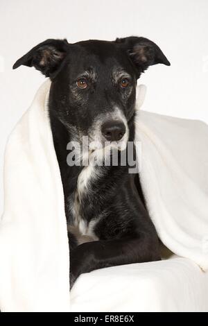 Schäferhund-Labrador Mischling Porträt Stockfoto