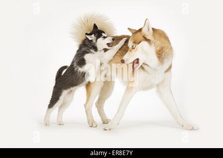 2 Siberian Husky Stockfoto