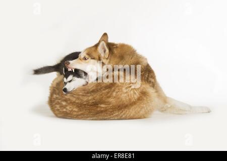 2 Siberian Husky Stockfoto