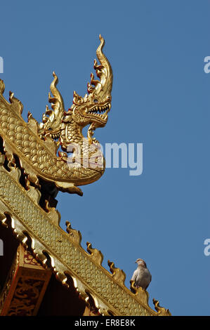 Naga goldene Drachenstatue im nördlichen Thailand-Tempel Stockfoto