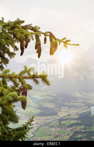 Tannenzapfen hängen von Baum Stockfoto