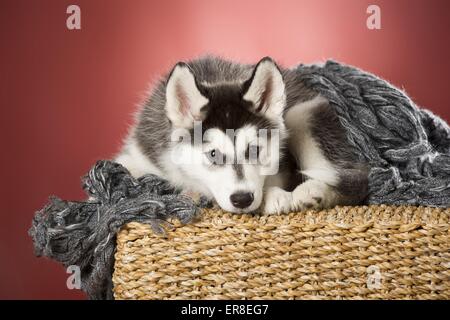 Siberian Husky Welpen Stockfoto