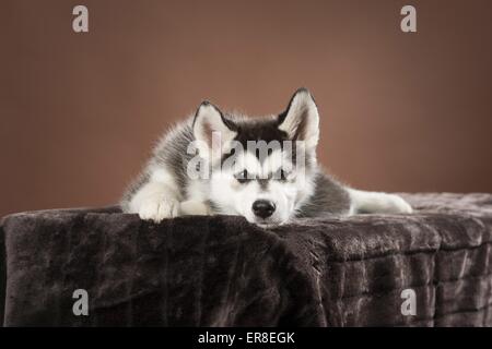 Siberian Husky Welpen Stockfoto