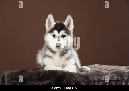 Siberian Husky Welpen Stockfoto