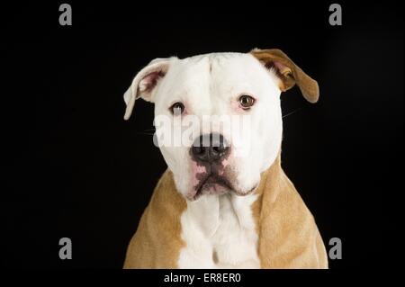 Amerikanischer Staffordshire-Terrier Portrait Stockfoto