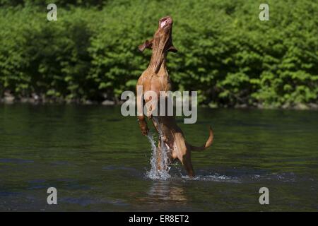 kurzhaarigen Magyar Vizsla Stockfoto