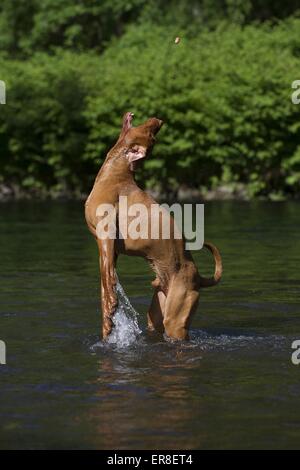 kurzhaarigen Magyar Vizsla Stockfoto