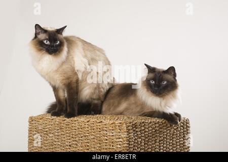 2 Ragdolls Stockfoto