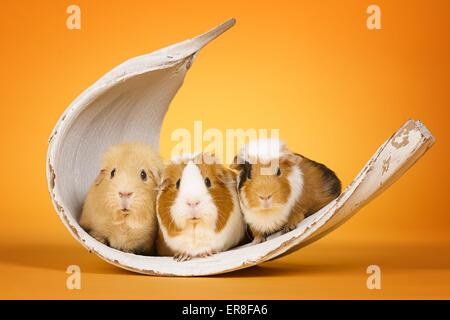 3 Meerschweinchen Stockfoto