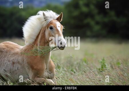 junge Haflinger-Pferd Stockfoto