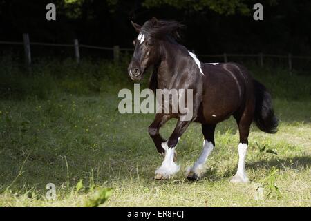 Irish Tinker im Galopp Stockfoto