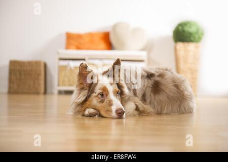 Australian Shepherd in Wohnung Stockfoto