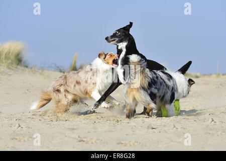 3 spielen Hunde Stockfoto