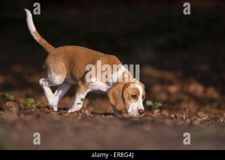 junge Beagle Stockfoto