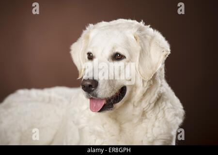 Kuvasz-Portrait Stockfoto