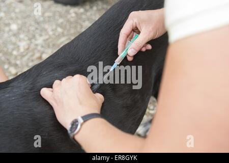 Tierarzt inoculates Hund Stockfoto