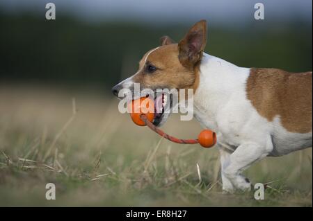 Jack Russell Terrier spielen Stockfoto