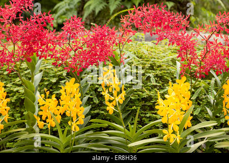 Bunte Orchideen in der National Orchid Garden, Singapore Botanic Gardens, Singapur in Südostasien Stockfoto