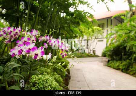 Orchideen in der National Orchid Garden, Singapore Botanic Gardens, Singapur in Südostasien Stockfoto