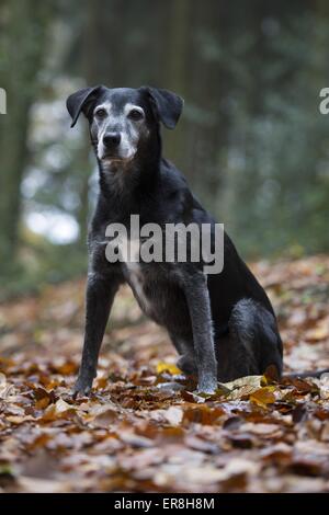 Labrador Retriever sitzend Stockfoto