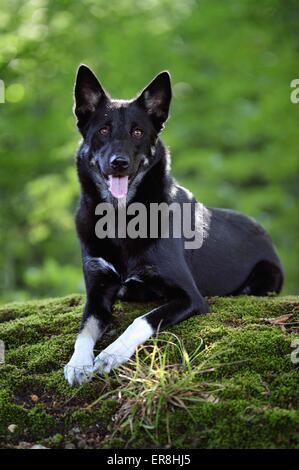 Lapponian Herder liegend Stockfoto