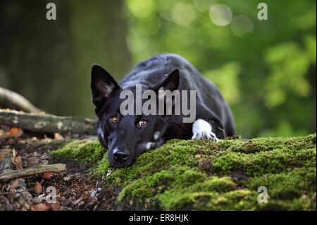 Lapponian Herder liegend Stockfoto