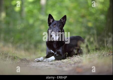 Lapp Rentier Hund liegend Stockfoto