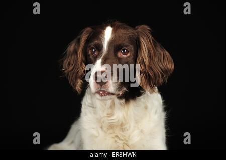 kleines Munsterlander Hund portrait Stockfoto