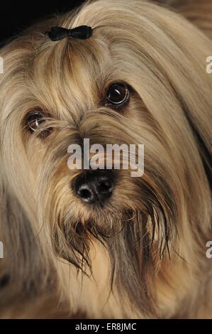 Tibet Terrier Portrait Stockfoto