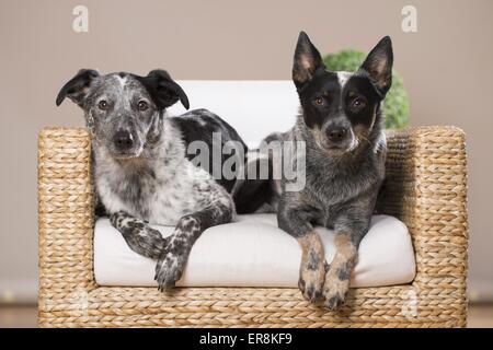 2 Hunde Stockfoto