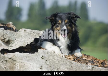 Australian Cattle Dog liegend Stockfoto