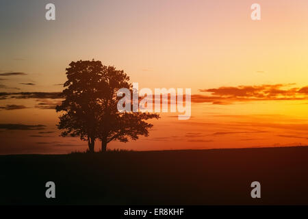 Zwei Eichen-Silhouette im Sonnenuntergang auf Feld Stockfoto