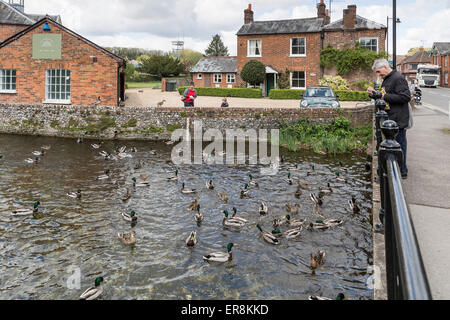 Enten füttern, am Fluss Test in Whitchurch Silk Mühle, Hampshire, England, UK. Stockfoto