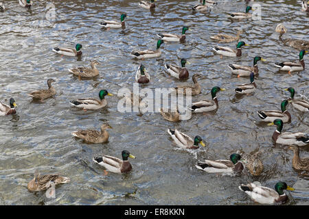 Enten am Fluss Test bei Whitchurch, Hampshire, England, UK. Stockfoto