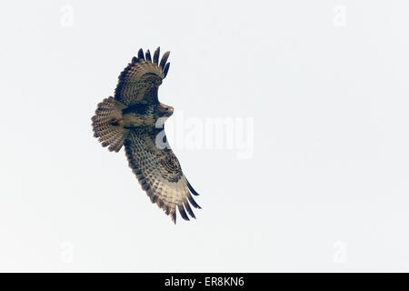 Mäusebussard im Flug über St Gothian LNR, Gwithian, Cornwall, England, UK. Stockfoto