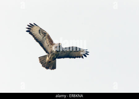 Mäusebussard im Flug über St Gothian LNR, Gwithian, Cornwall, England, UK. Stockfoto