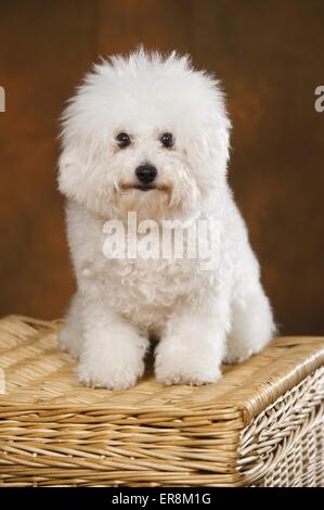 Bichon Frise sitzt Stockfoto