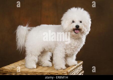 stehende Bichon Frise Stockfoto