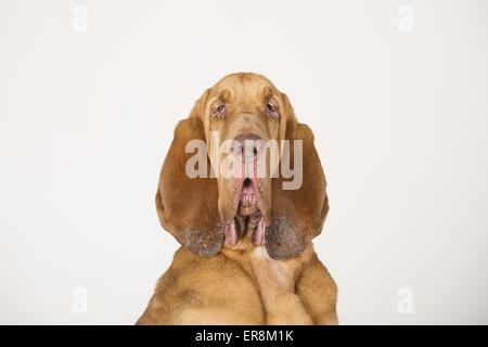Bloodhound-Portrait Stockfoto