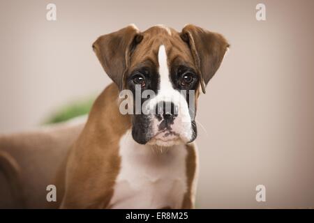 Deutscher Boxer Welpen Stockfoto
