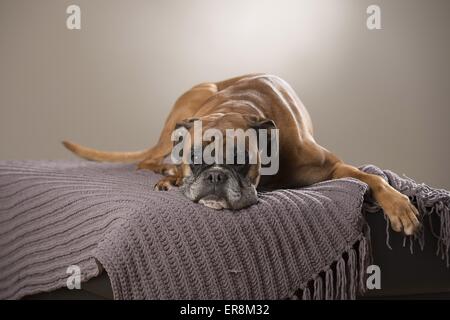 liegenden deutschen Boxer Stockfoto