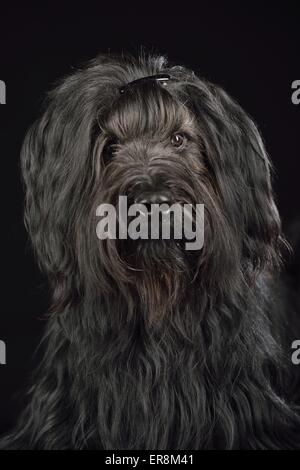 Briard-Portrait Stockfoto