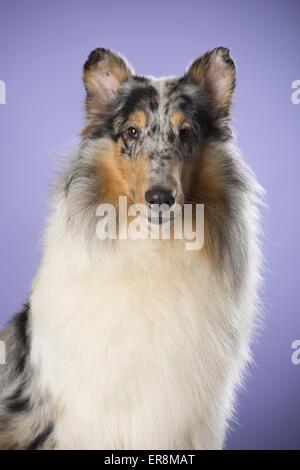 langhaarige Collie-Porträt Stockfoto